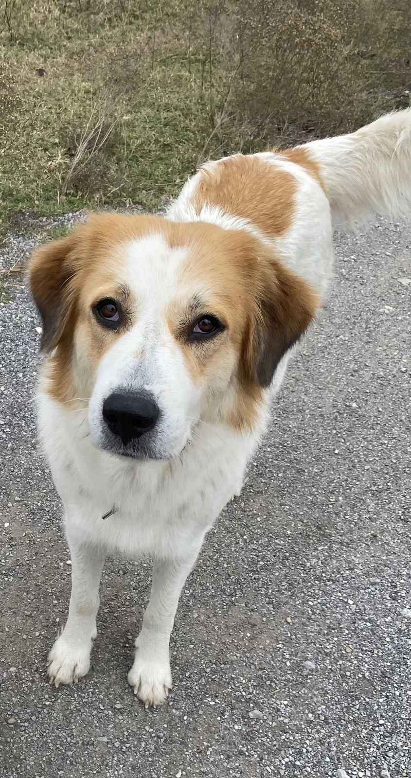 Lost dog in Royse City, TX, 75189