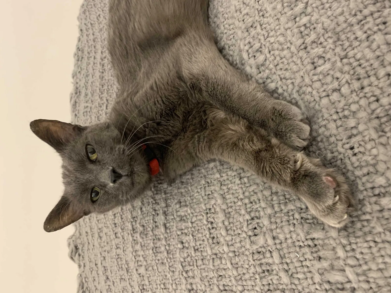 Lost cat in Briarcliff Manor, NY, 10510