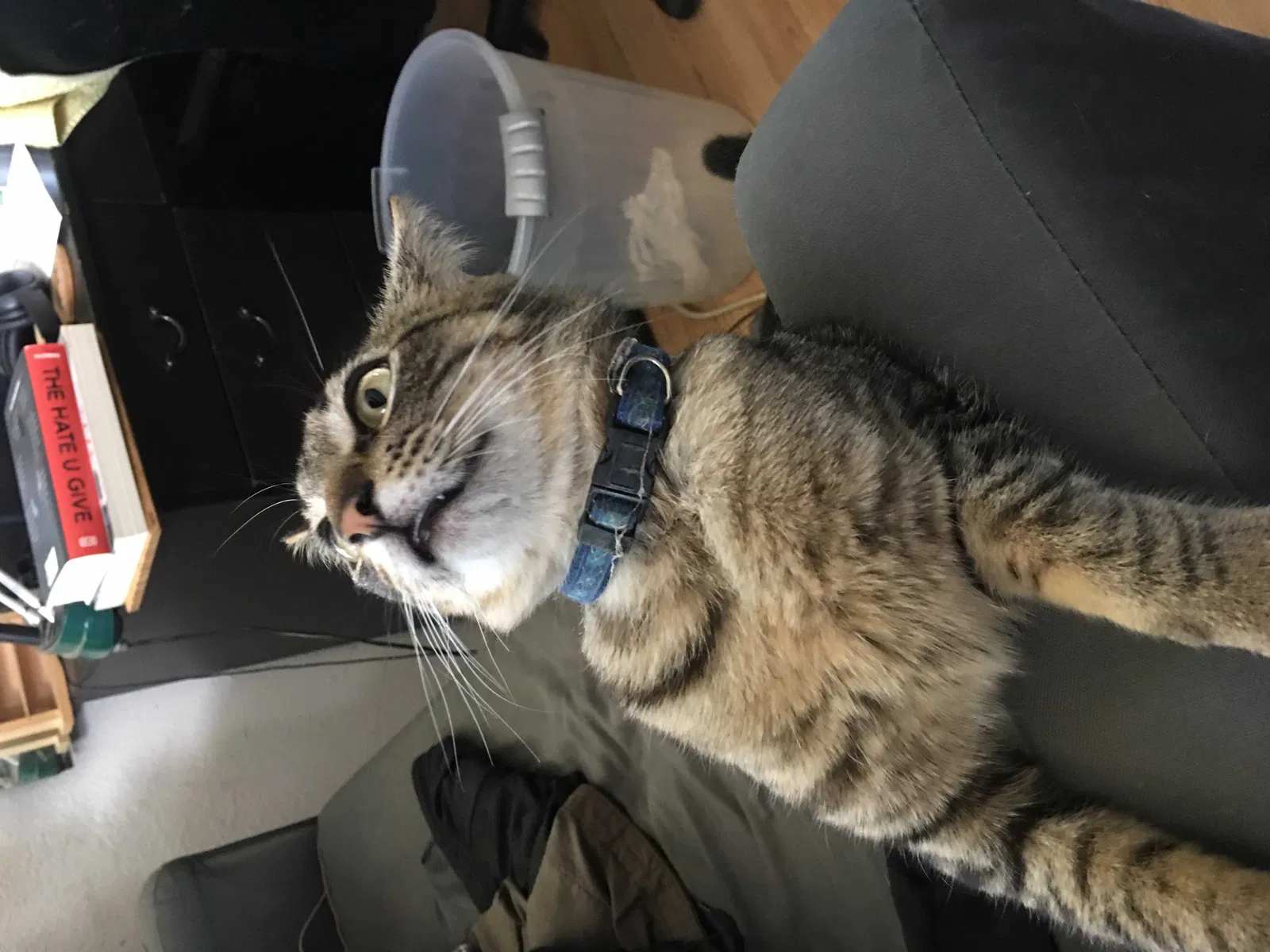 Lost cat in Anaheim, CA, 92806