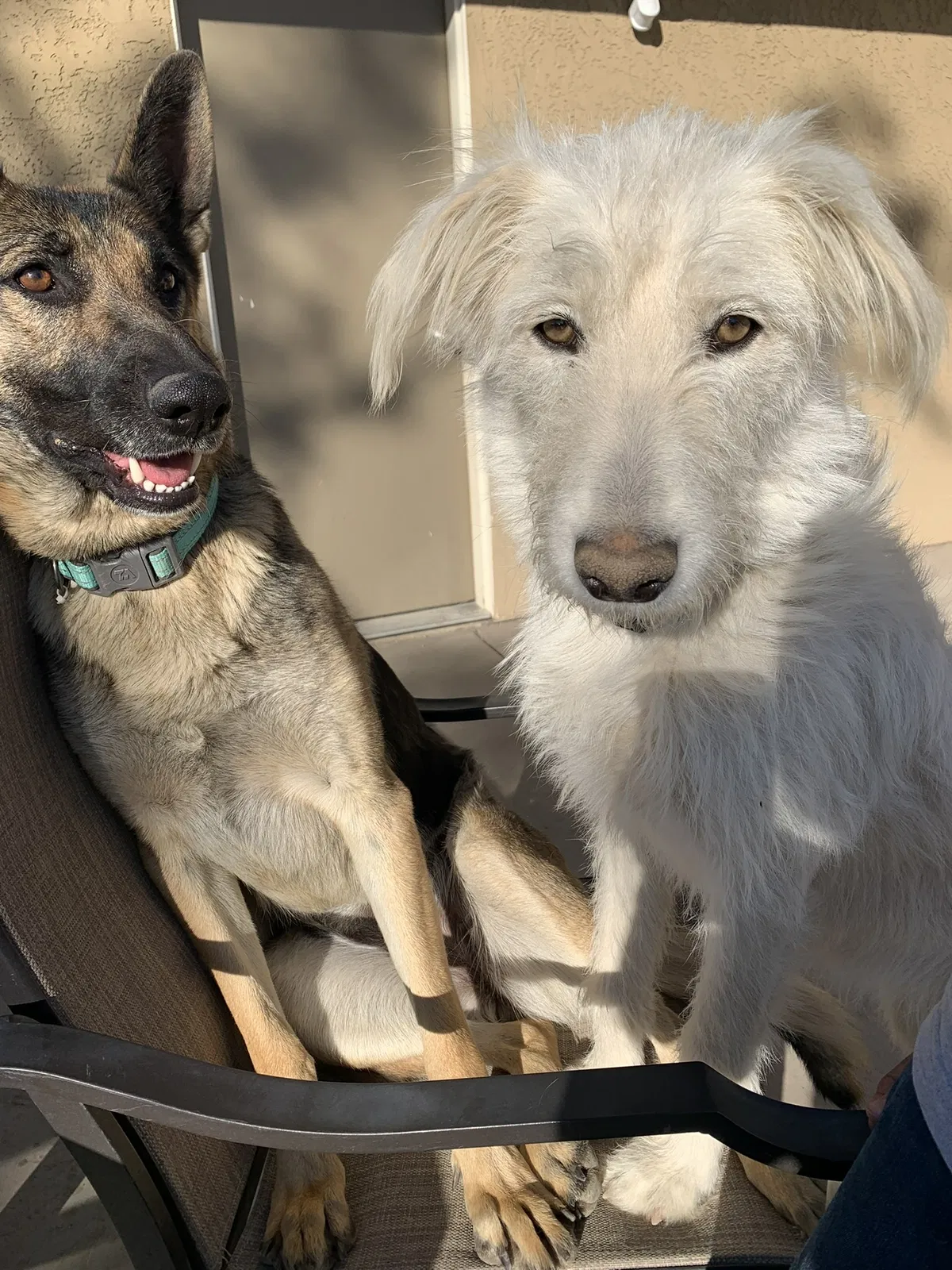 Lost dog in Apple Valley, CA, 92307