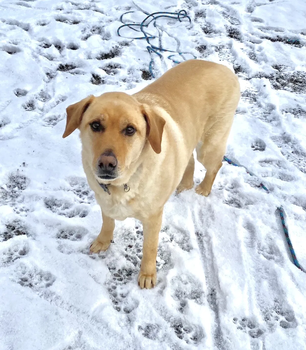 Lost dog in Bishopville, SC, 29010