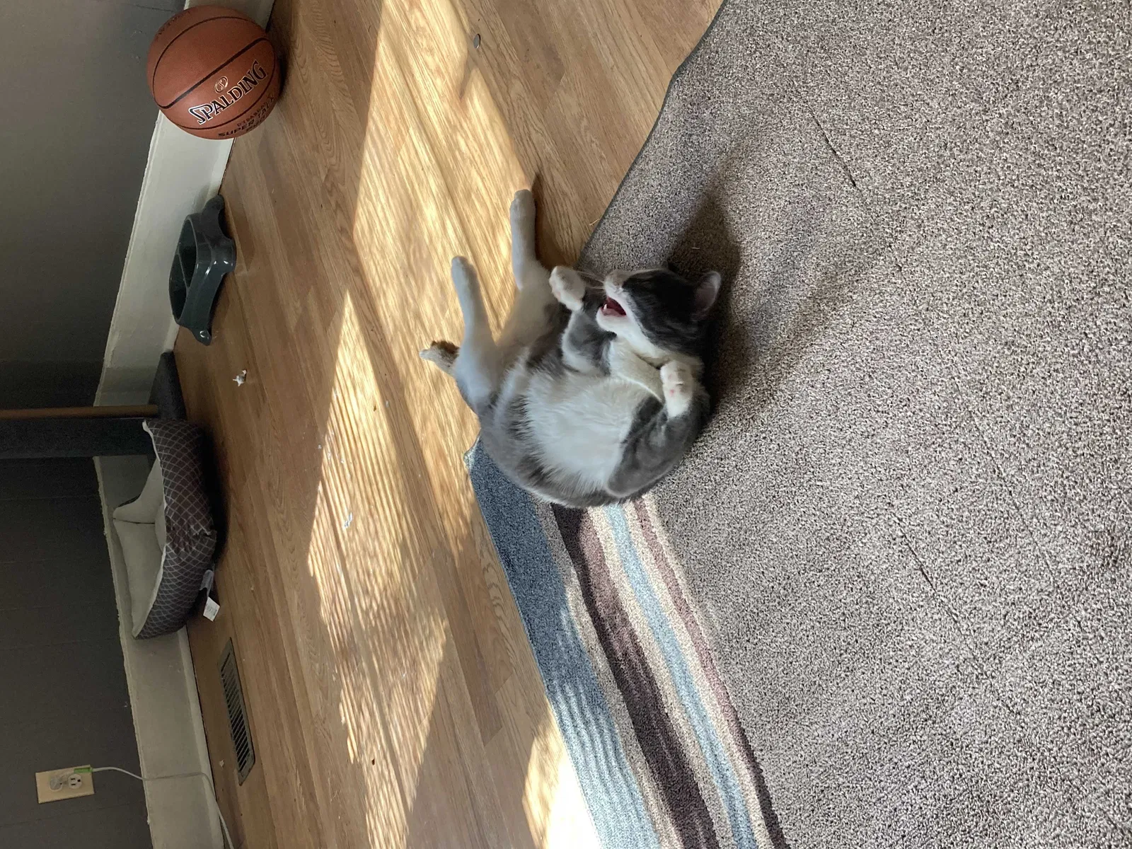 Lost cat in Little Rock, AR, 72206