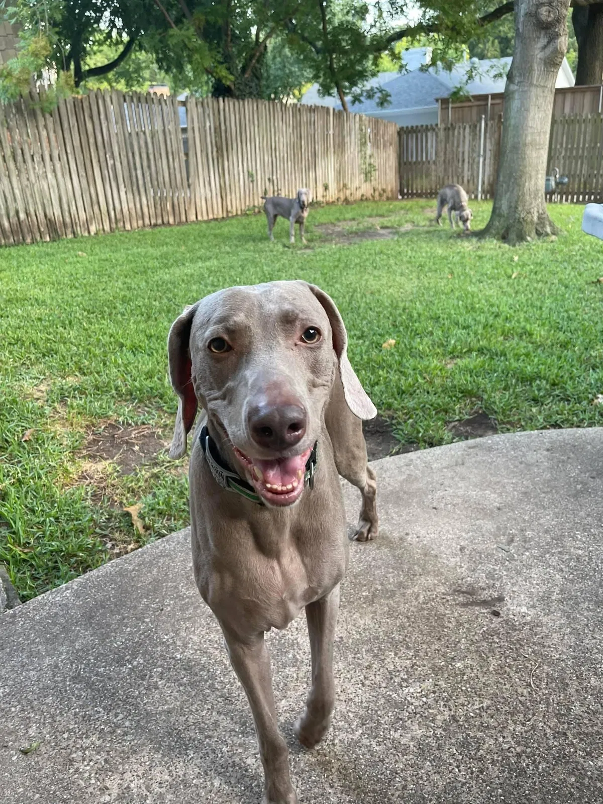 Lost dog in Dallas, TX, 75238