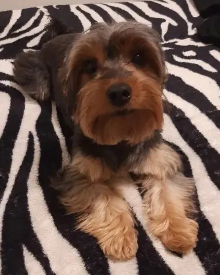 Lost dog in Sacramento, CA, 94203