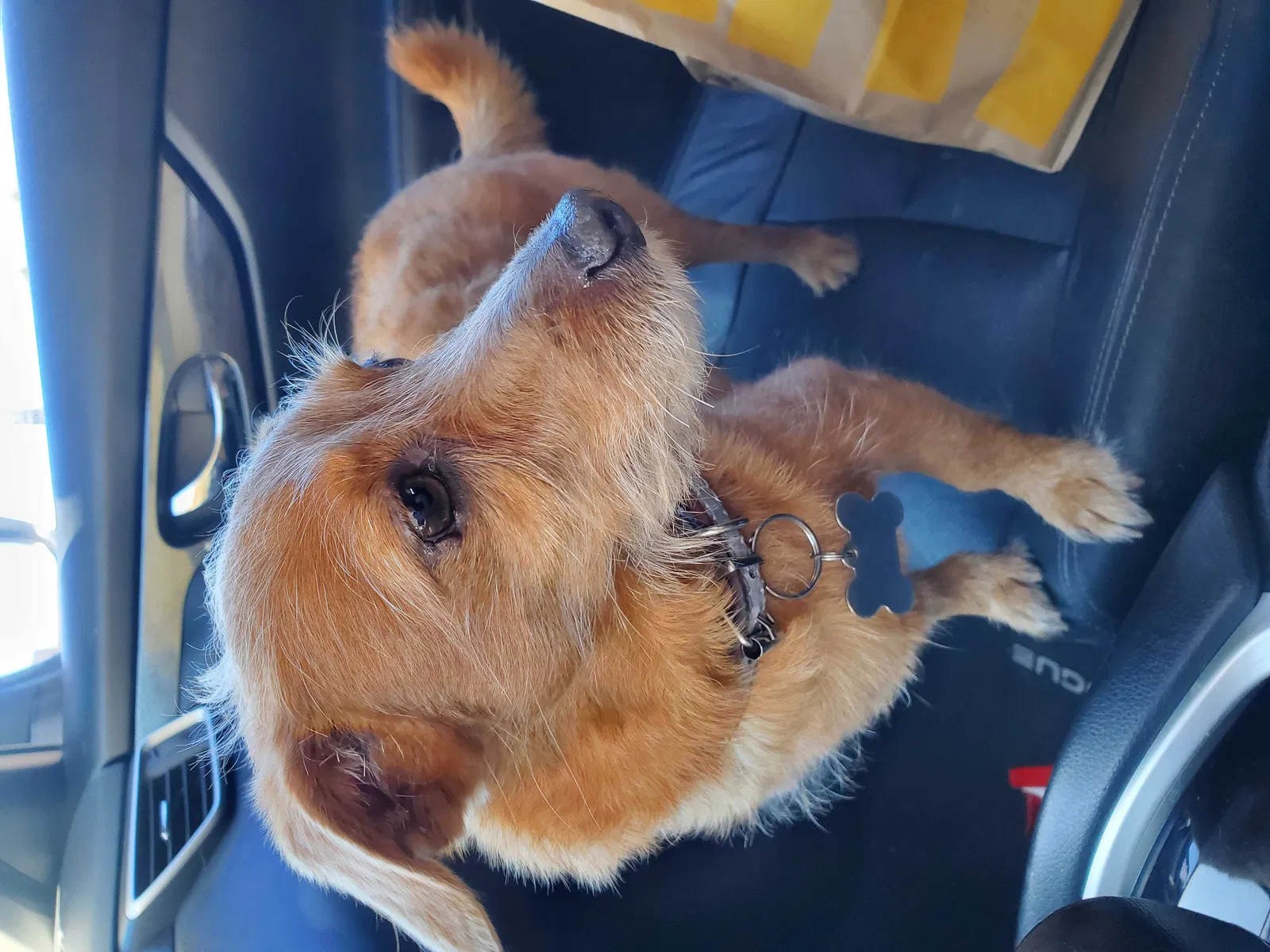 Lost dog in Phoenix, AZ, 85033