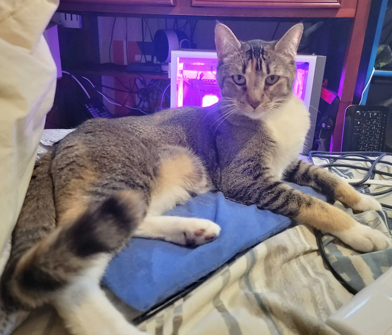 Lost cat in Hollywood, FL, 33027