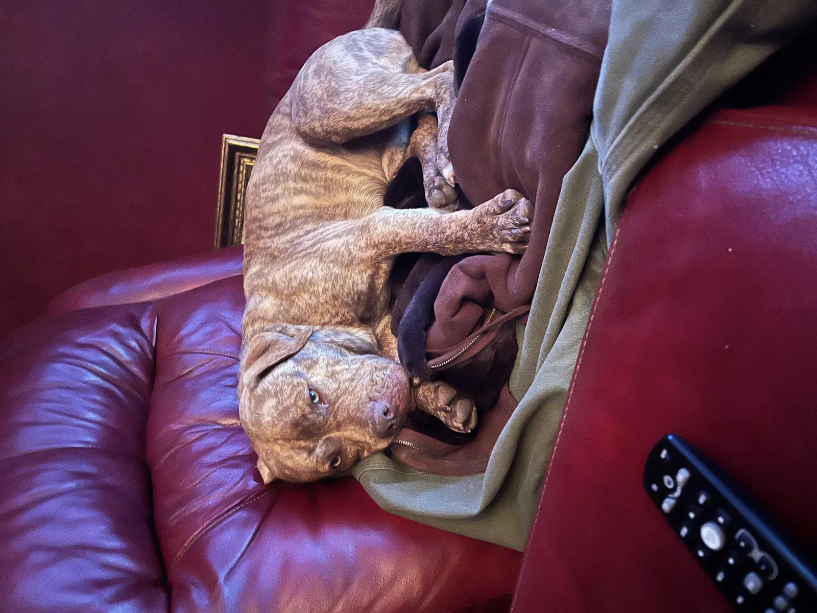 Lost dog in Ada, OK, 74820