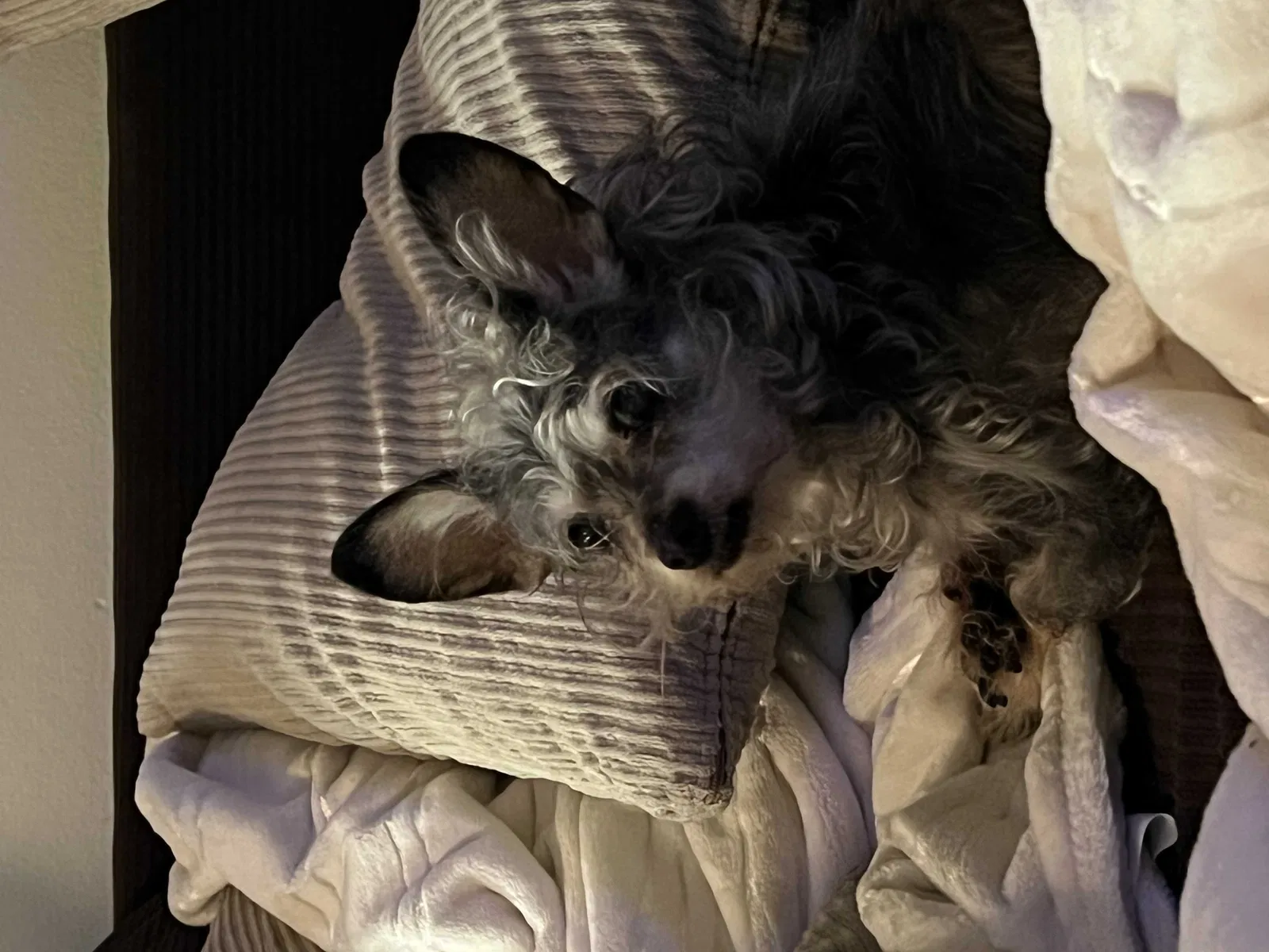 Lost dog in Fullerton, CA, 92833