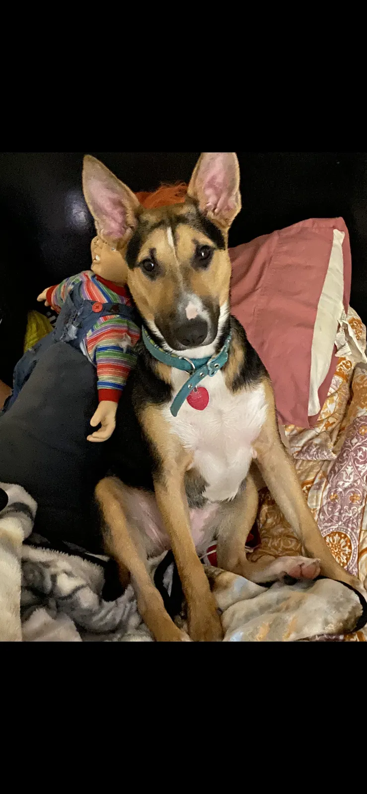Lost dog in Fort Worth, TX, 76106