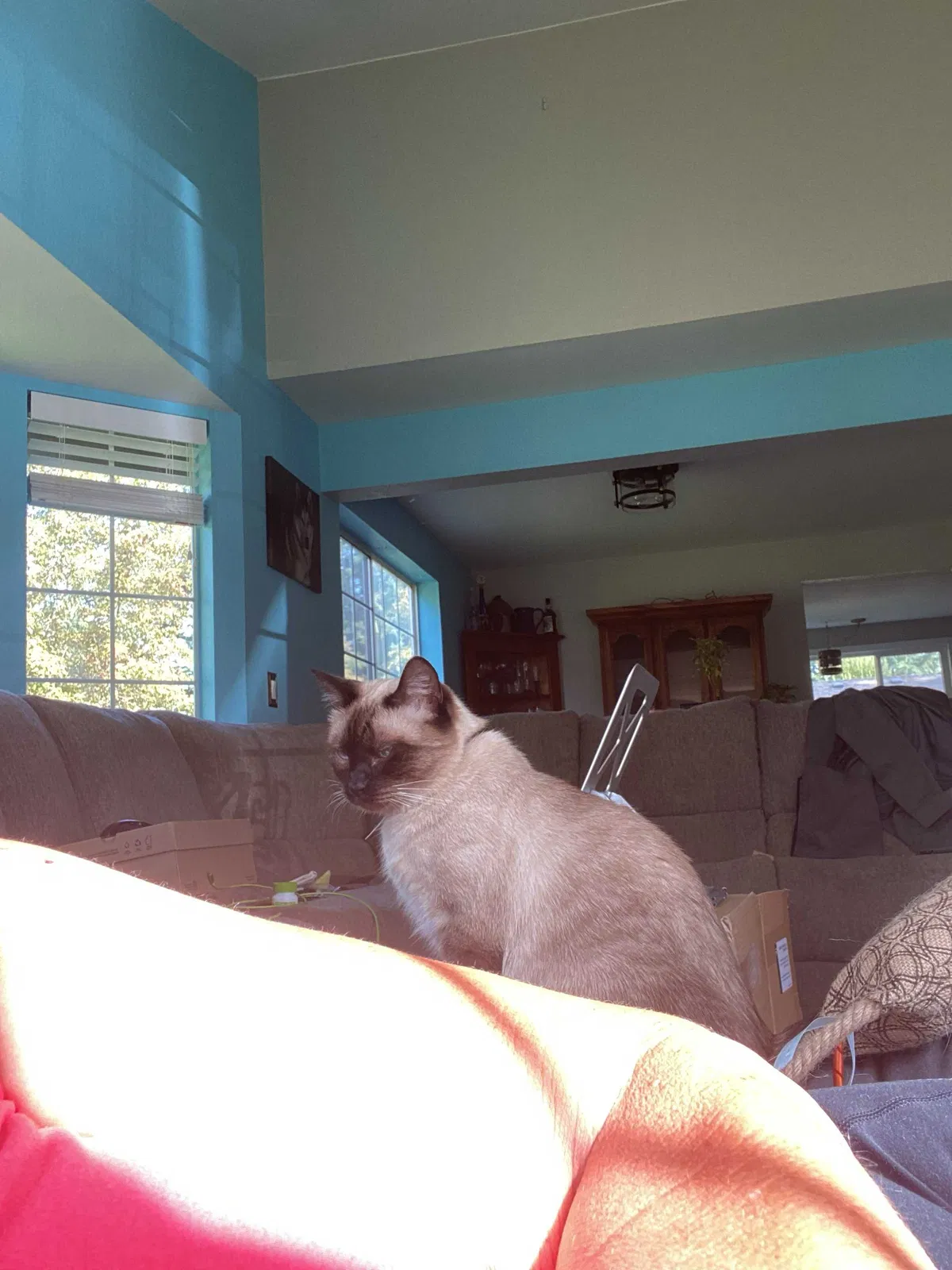 Lost cat in Puyallup, WA, 98375