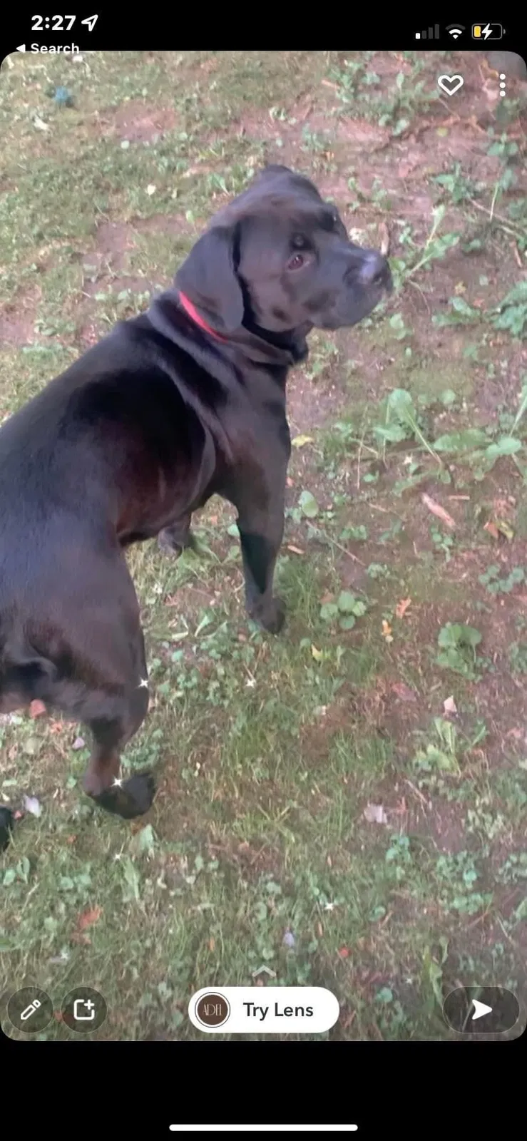 Lost dog in Waterbury, CT, 6704