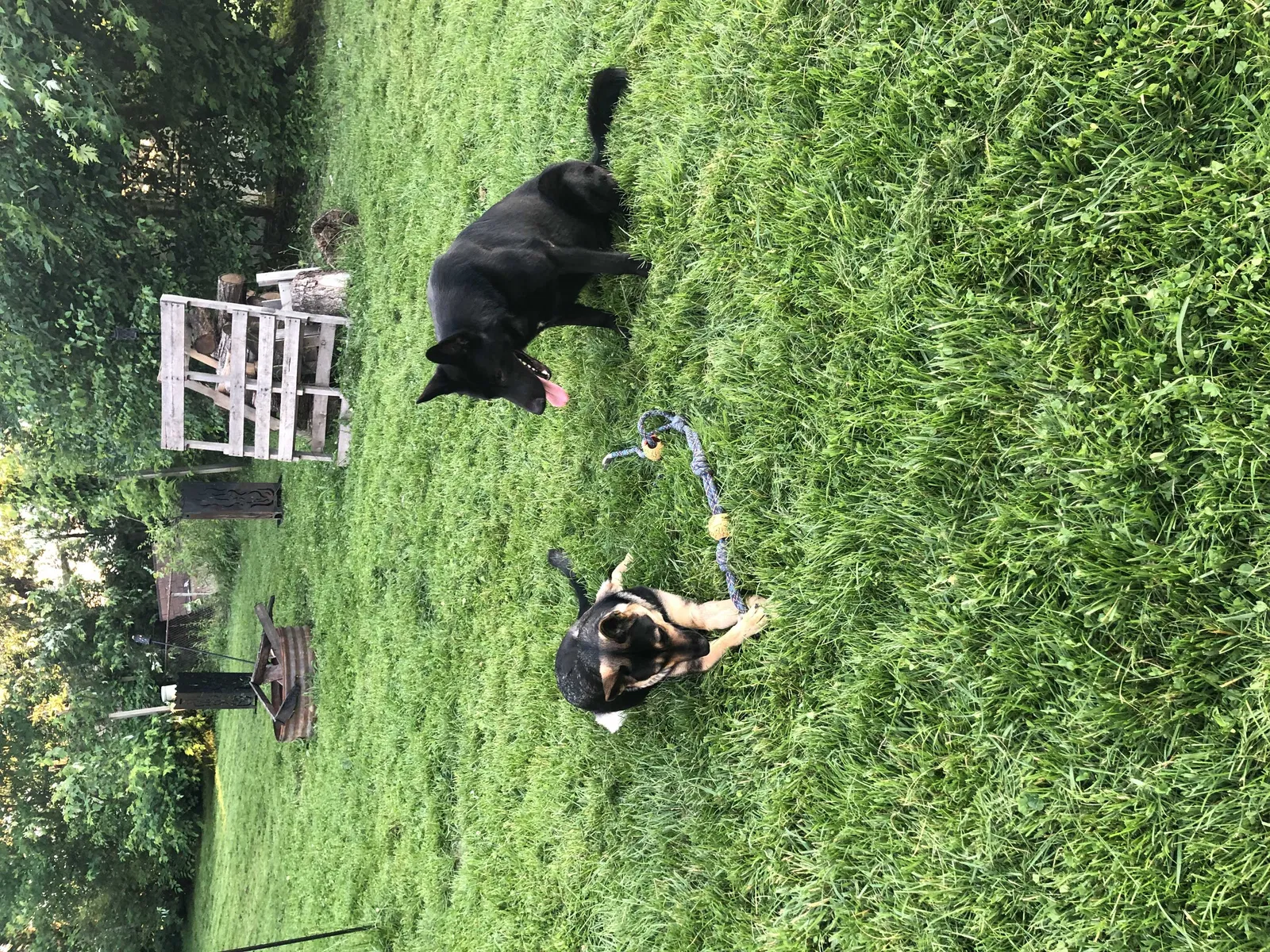Lost dog in Indianapolis, IN, 46226