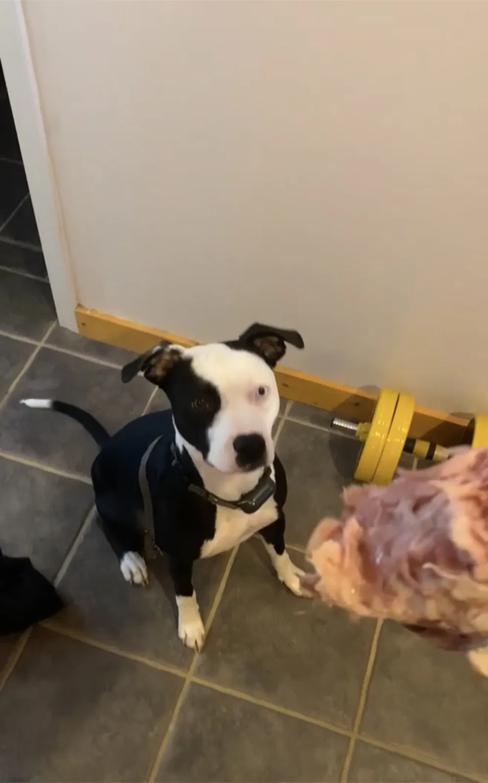 Lost dog in Statesville, NC, 28625