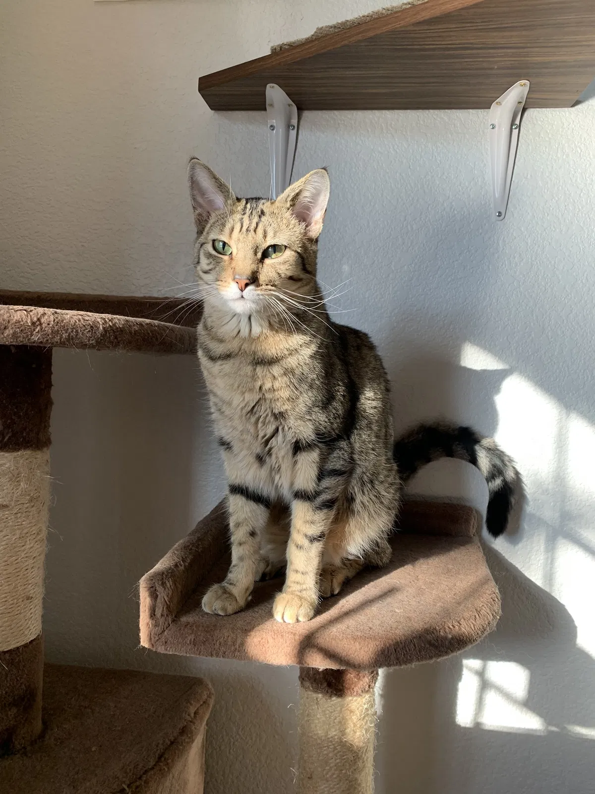 Lost cat in Davis, CA, 95616
