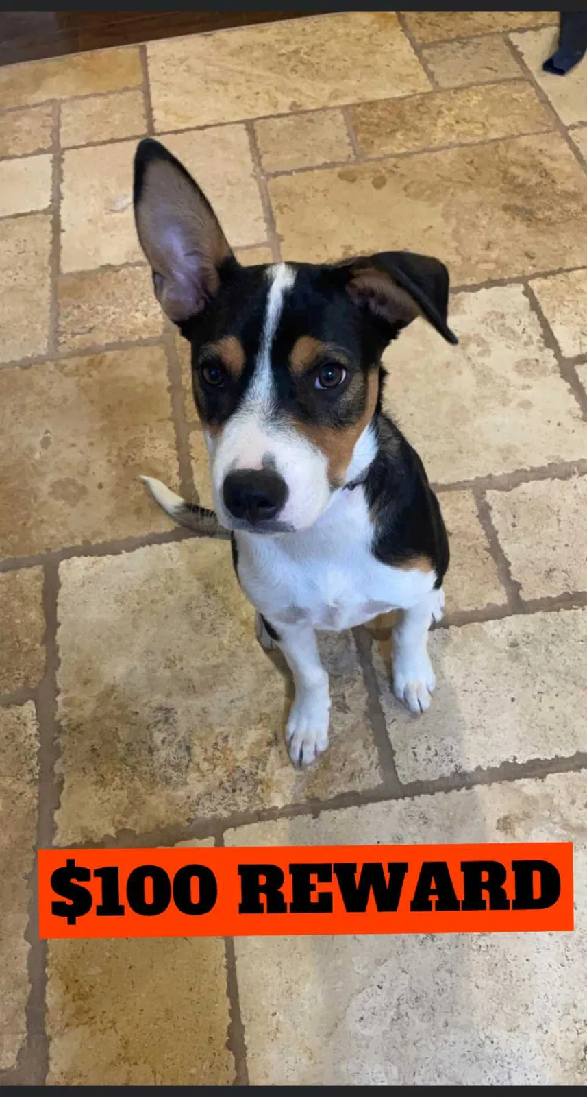 Lost dog in Ogden, UT, 84401