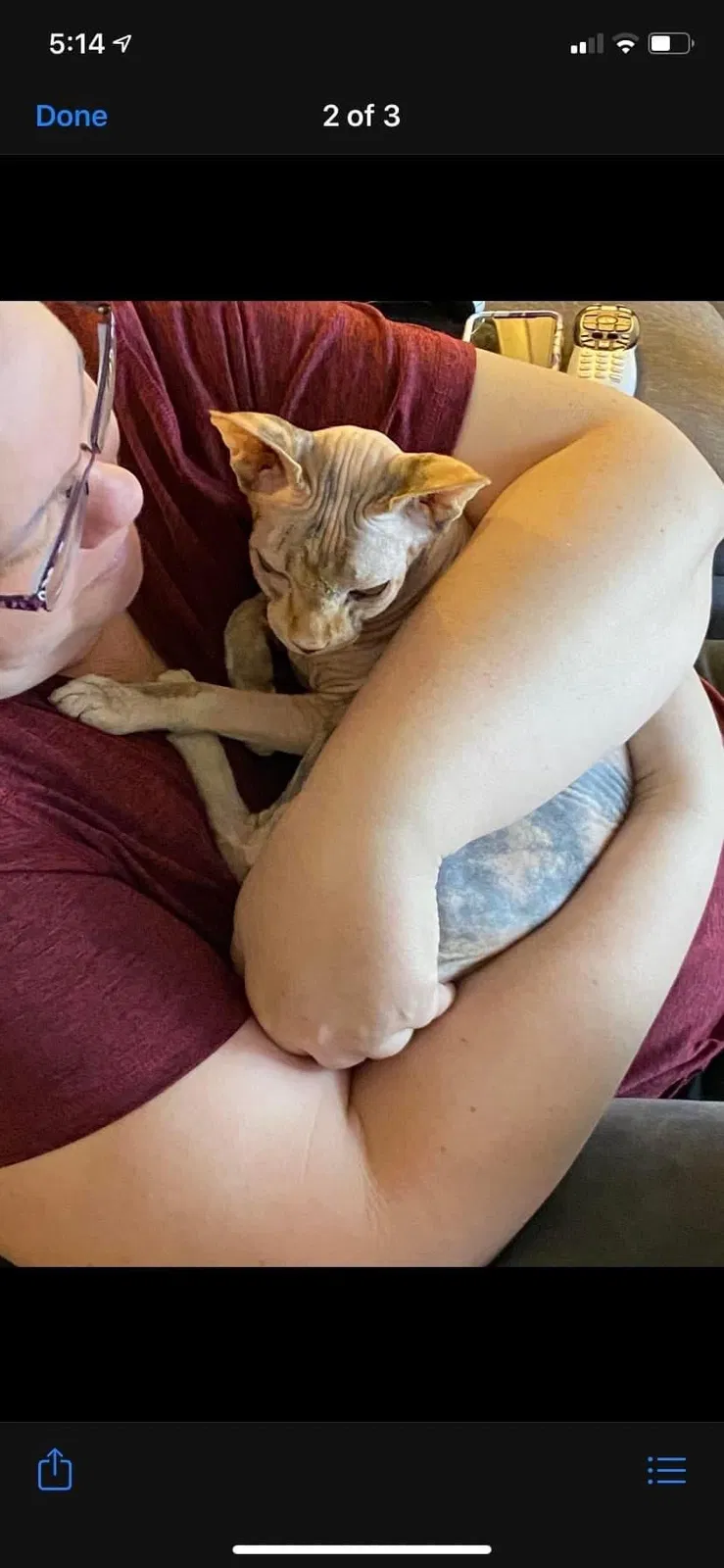 Lost cat in Newberg, OR, 97132