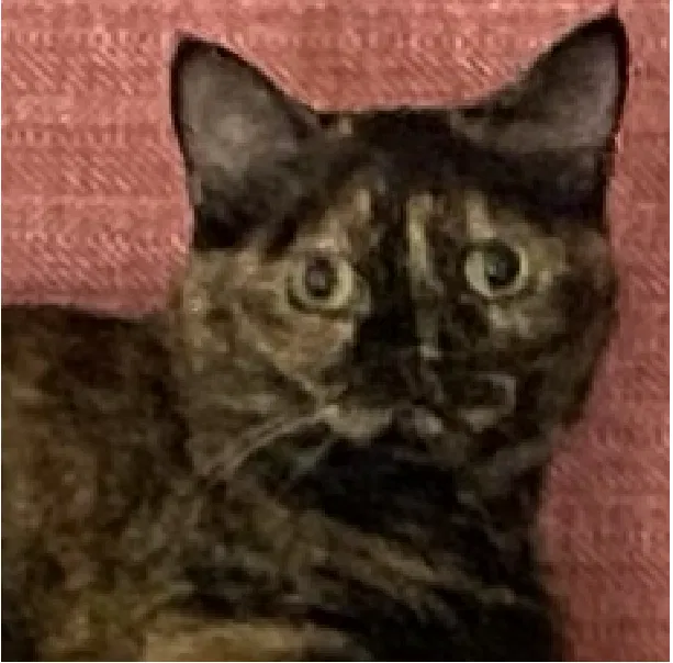 Lost cat in Woodstock, GA, 30188