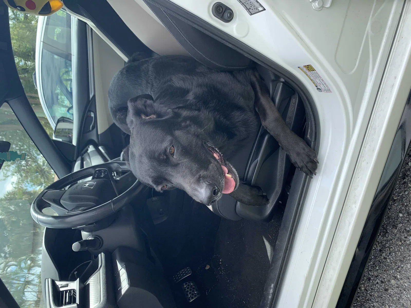 Lost dog in Fort Lauderdale, FL, 33319