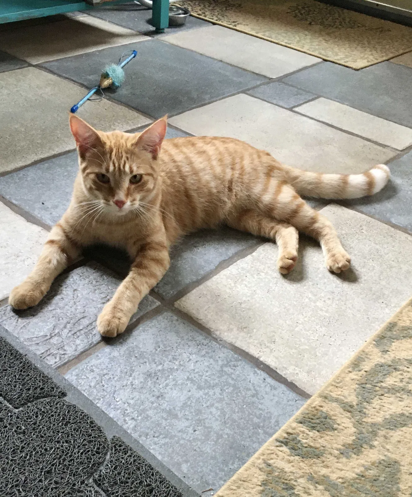 Lost cat in Atlanta, GA, 30319