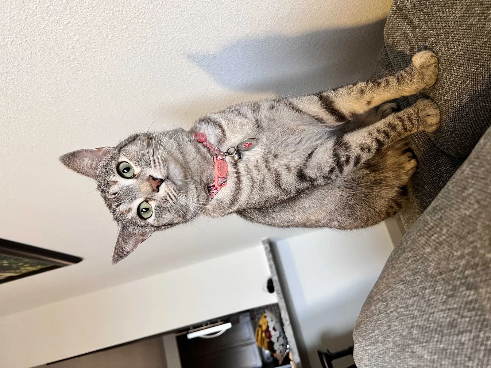 Lost cat in Euless, TX, 76039