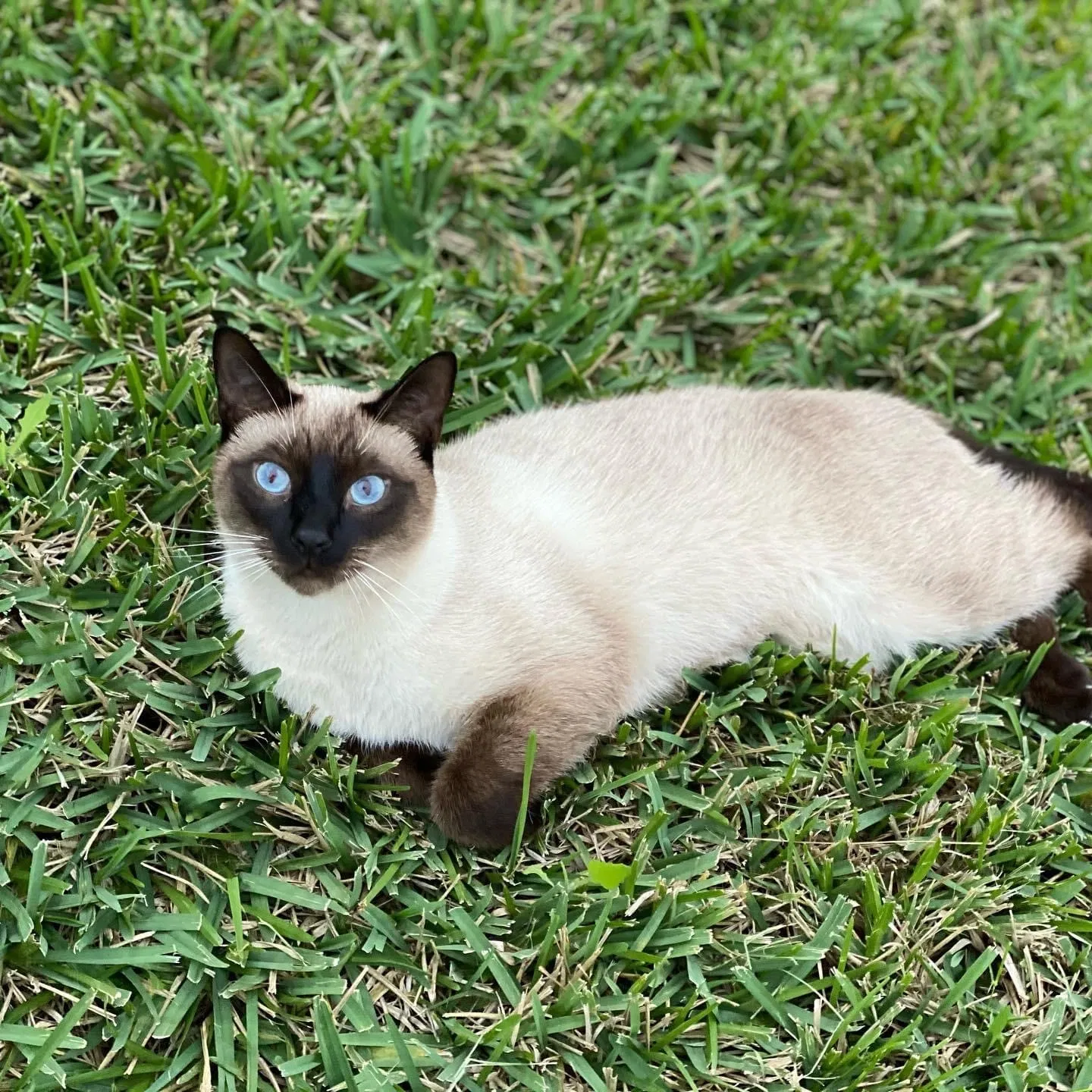Lost cat in Lakeland, FL, 33812
