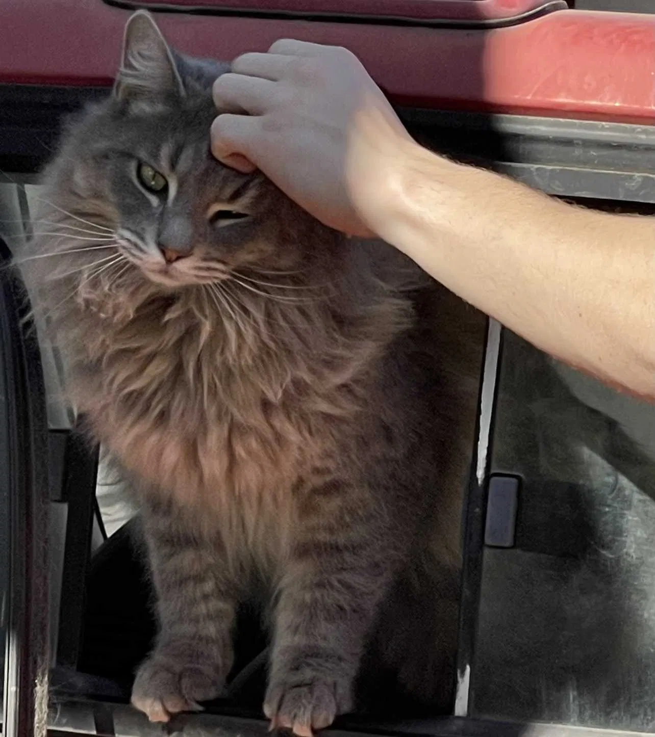 Lost cat in Bakersfield, CA, 93308