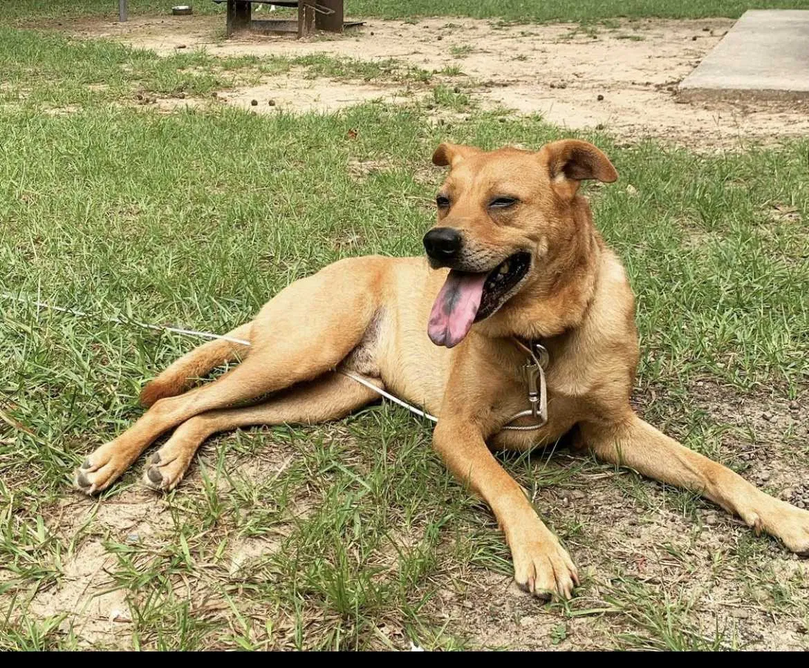 Lost dog in Nederland, TX, 77627