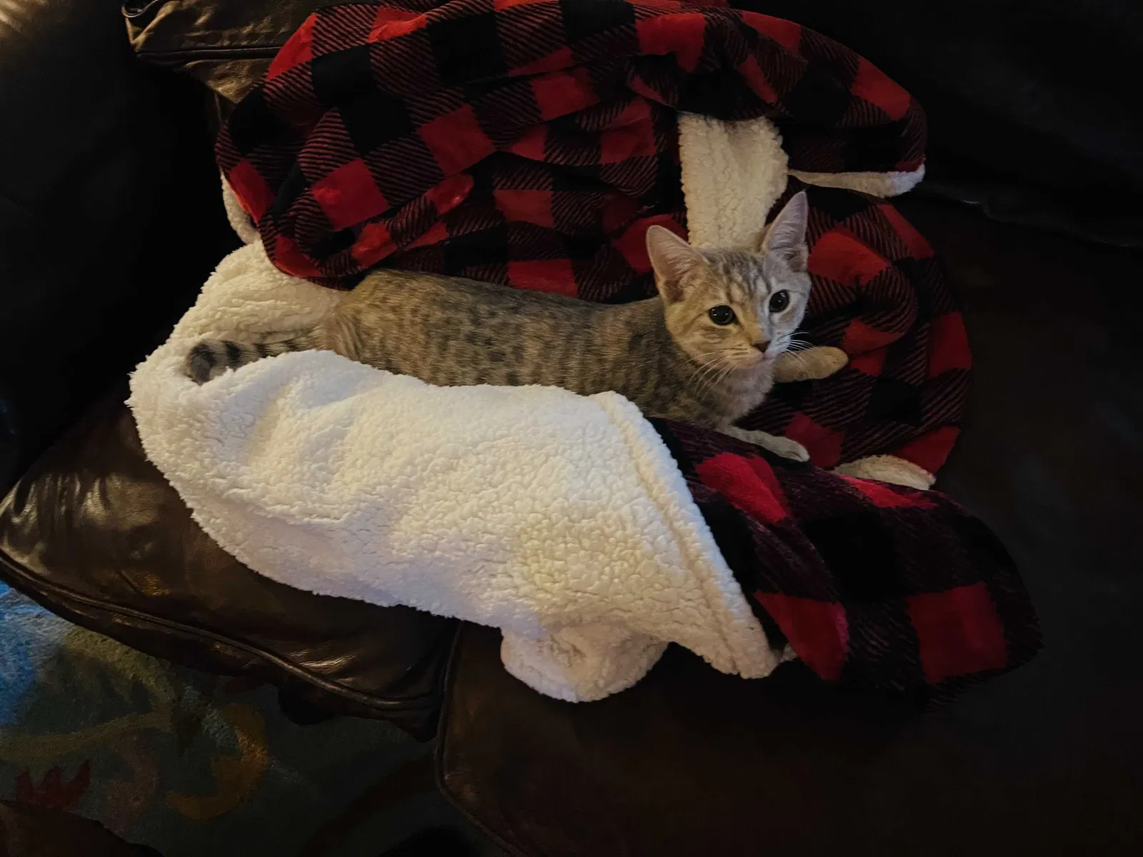 Lost cat in Decatur, TX, 76234