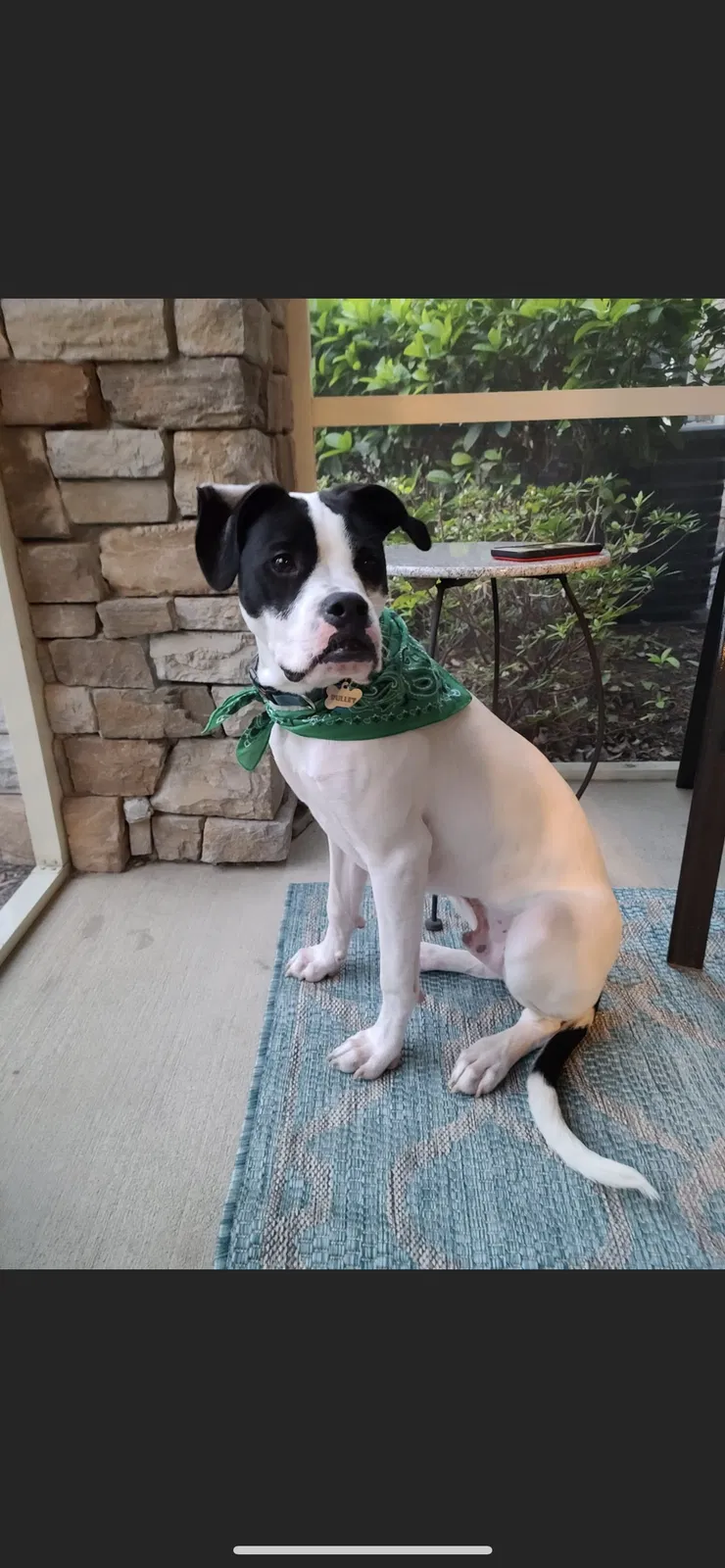 Lost dog in Guyton, GA, 31312