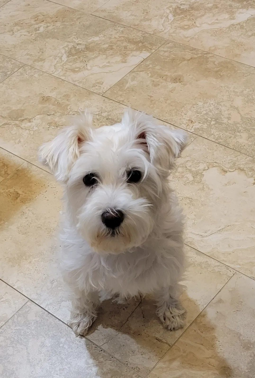 Lost dog in Cypress, TX, 77429