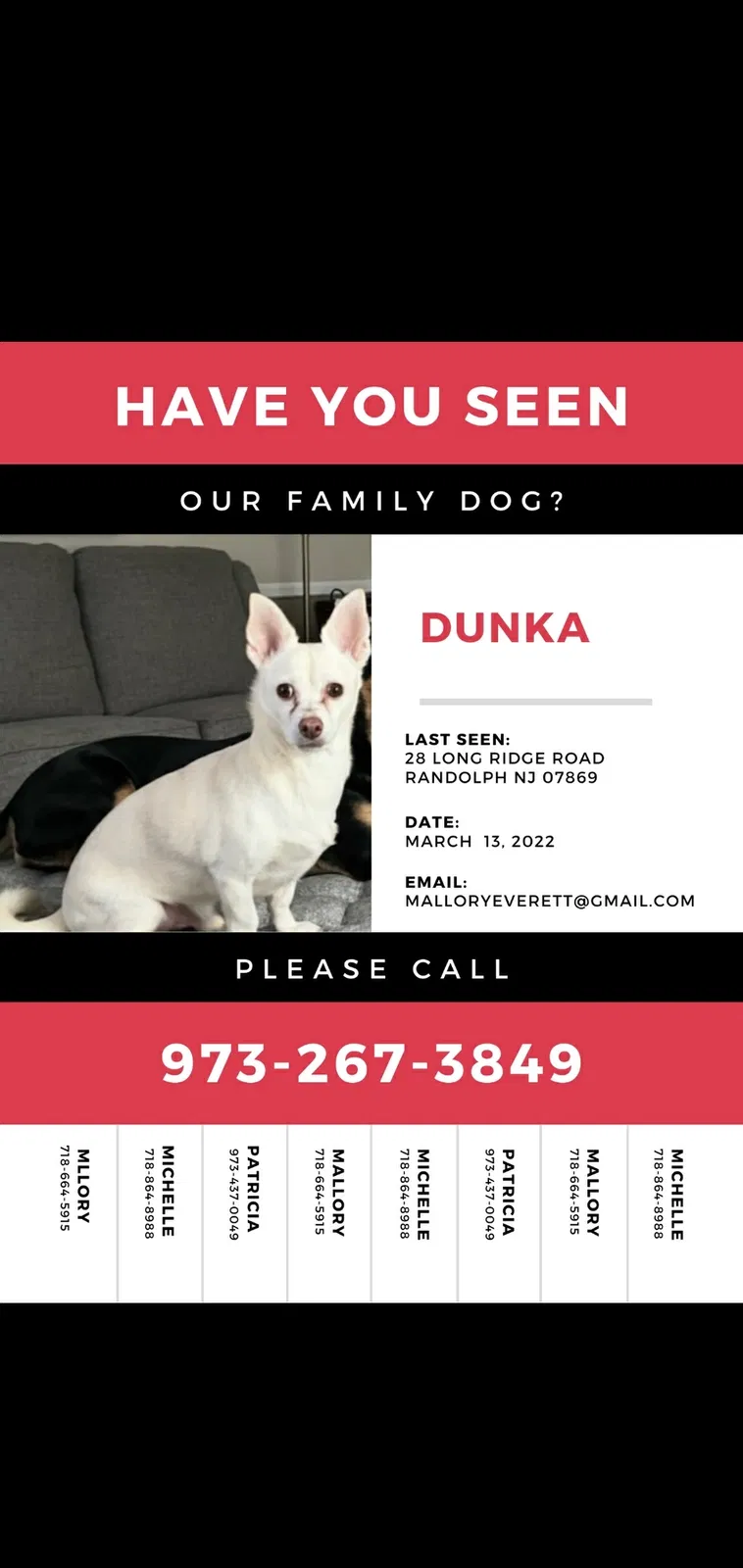 Lost dog in Randolph, NJ, 7869