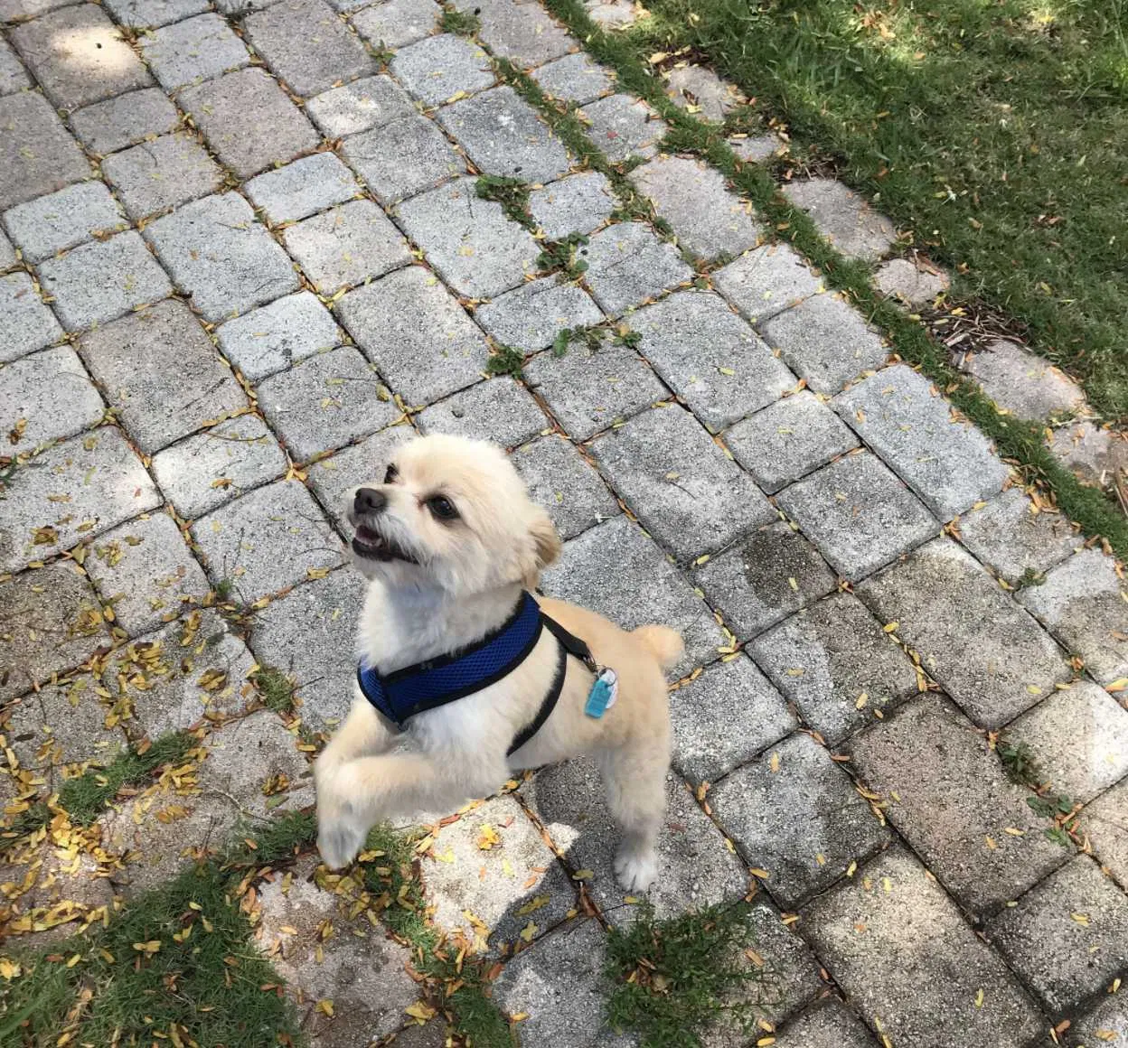 Lost dog in Miami, FL, 33157