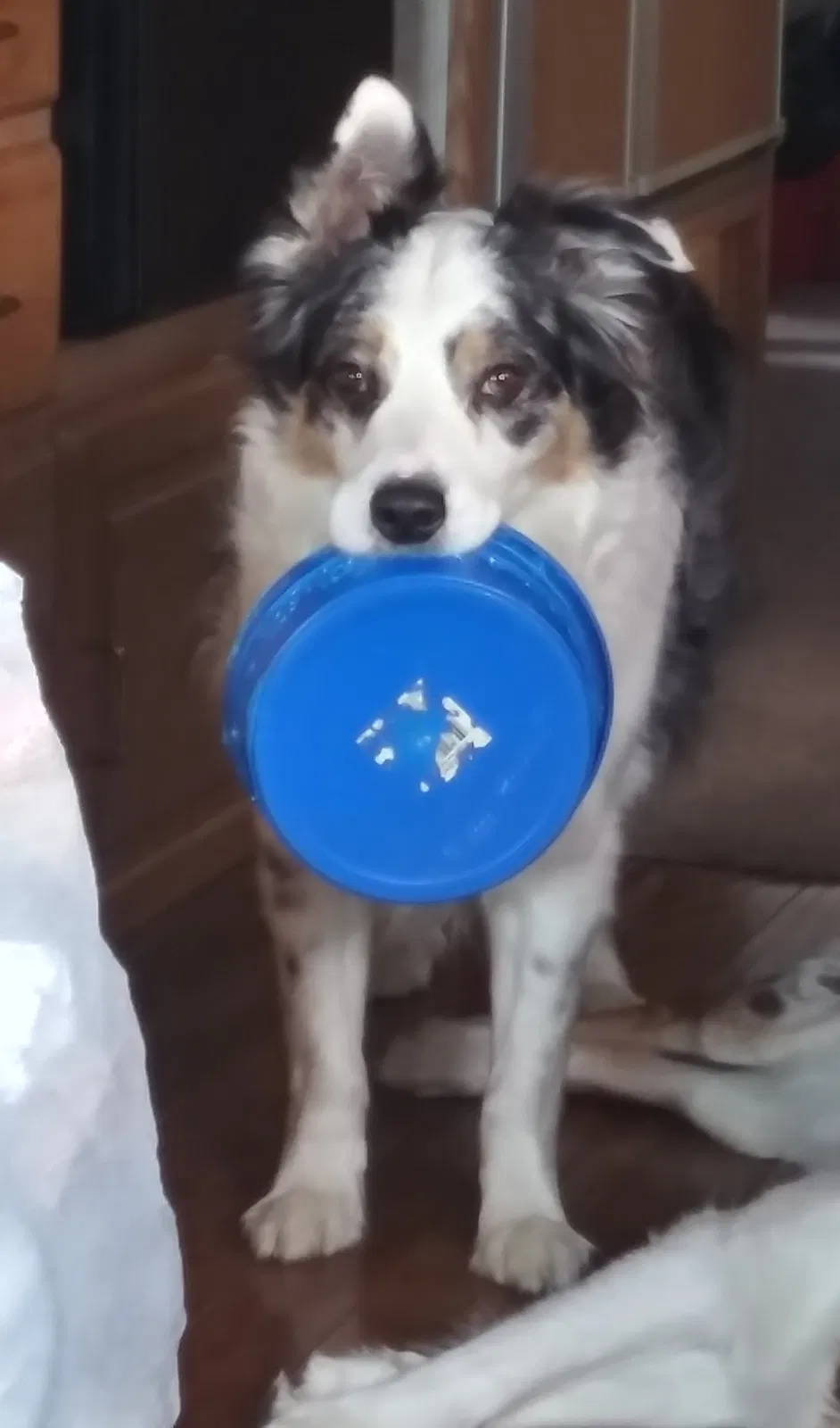 Lost dog in Coeur D Alene, ID, 83815