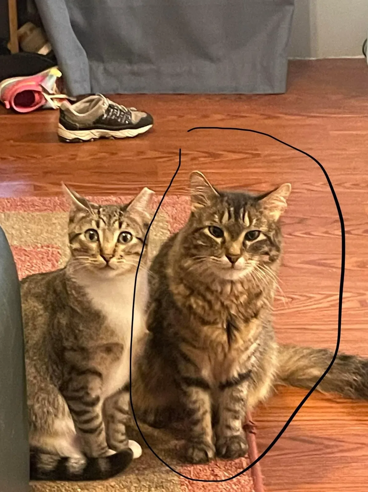 Lost cat in O Fallon, MO, 63366