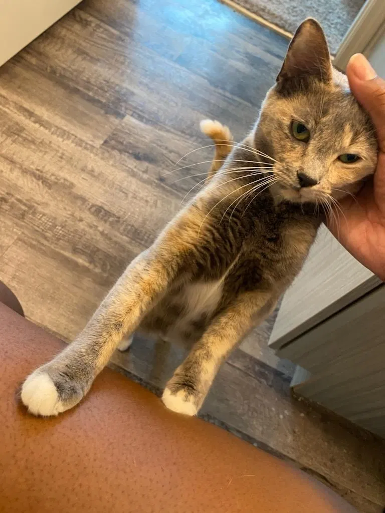 Lost cat in Lake Wales, FL, 33853