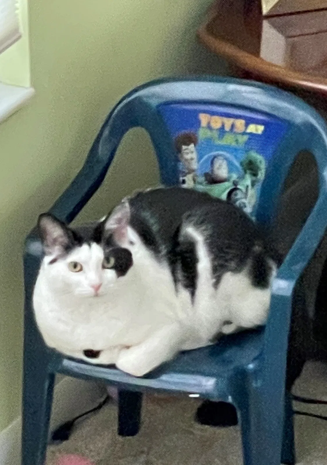 Lost cat in Fairfield, OH, 45014