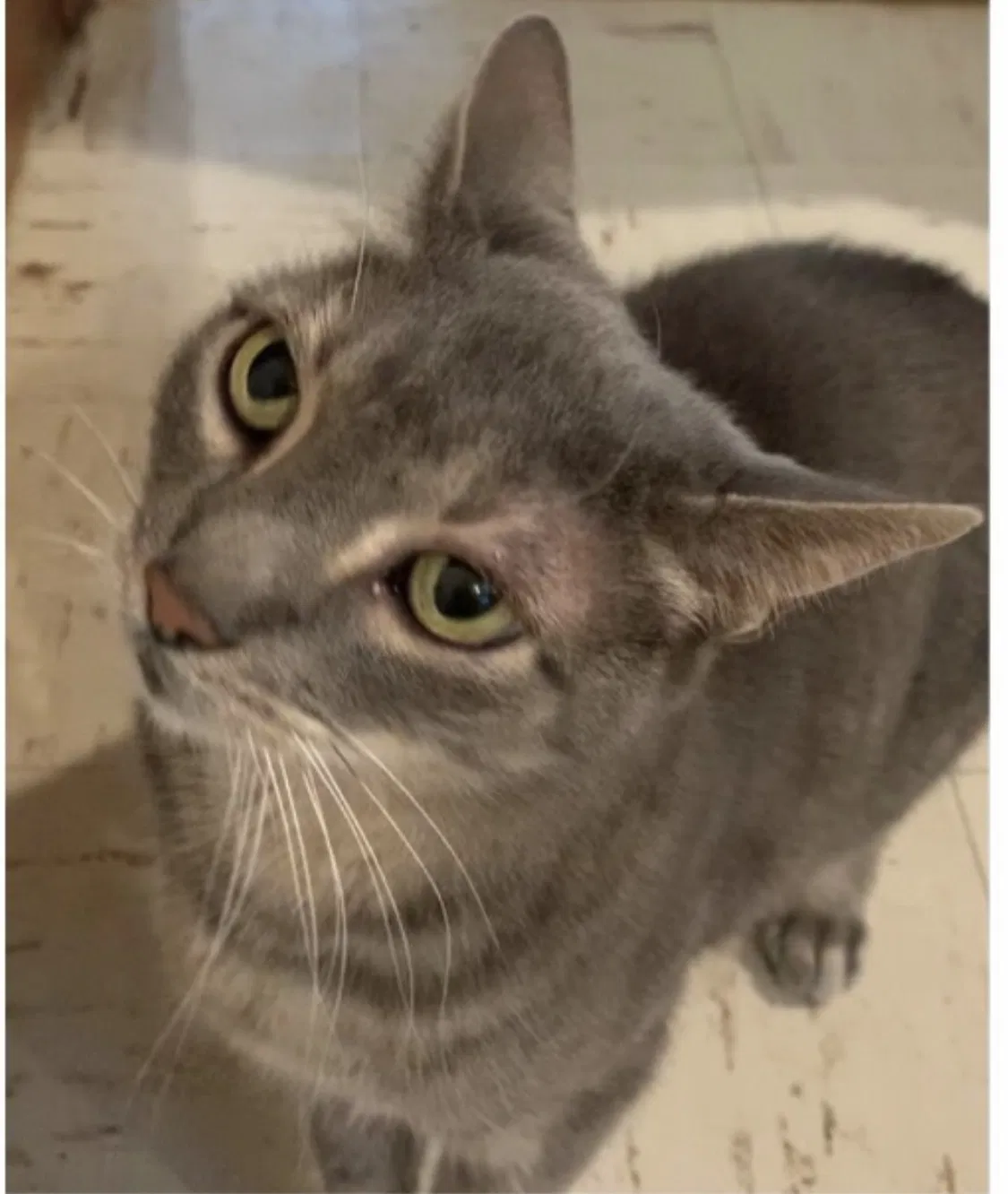 Lost cat in Stamford, CT, 6903