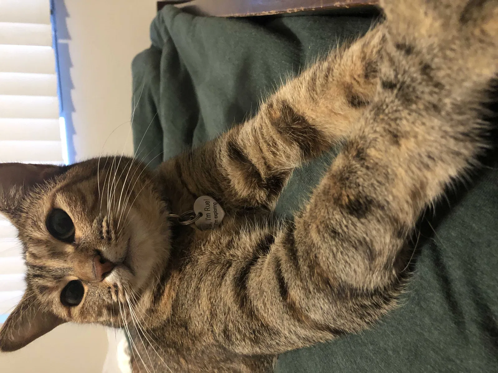 Lost cat in La Mesa, CA, 91941