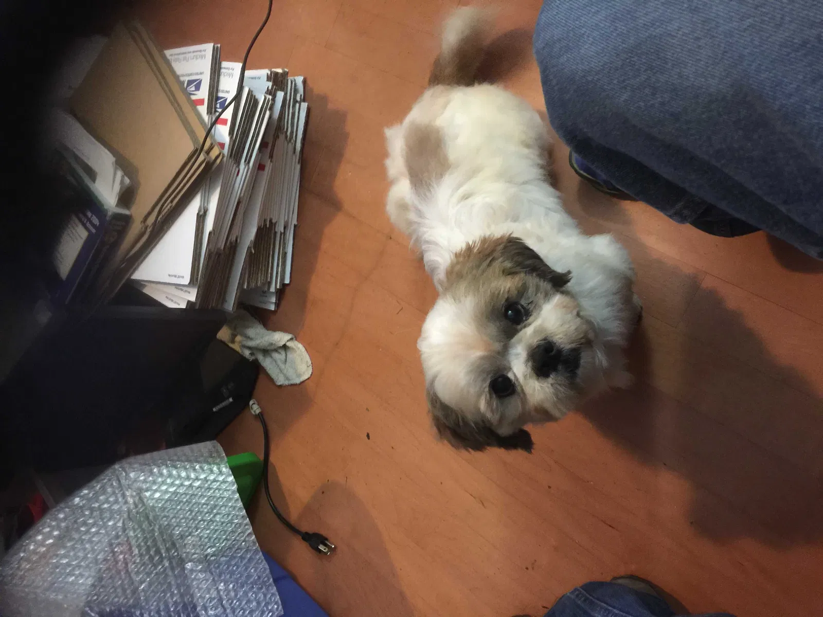 Lost dog in Stone Mountain, GA, 30088