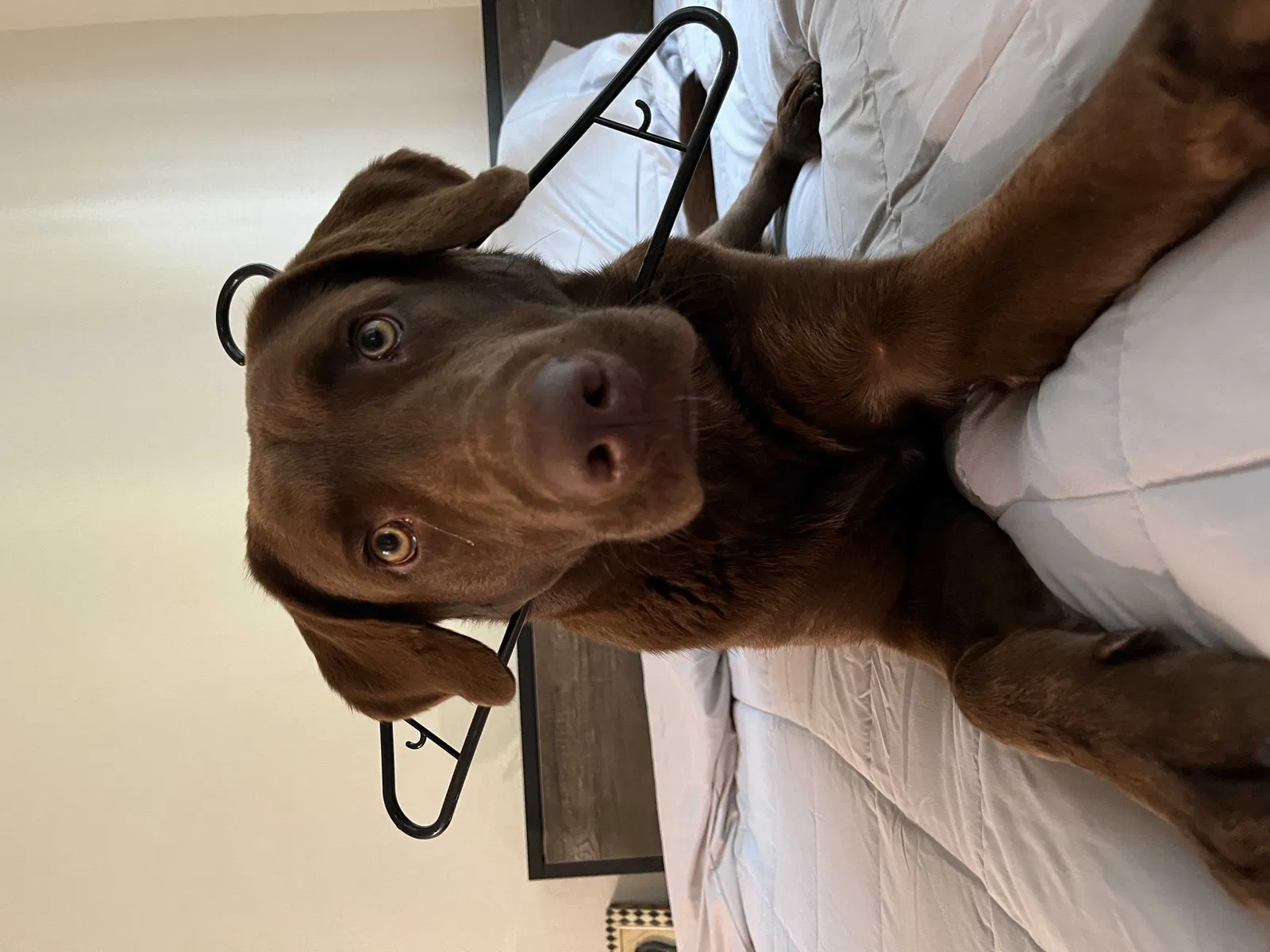 Lost dog in Yucca Valley, CA, 92284