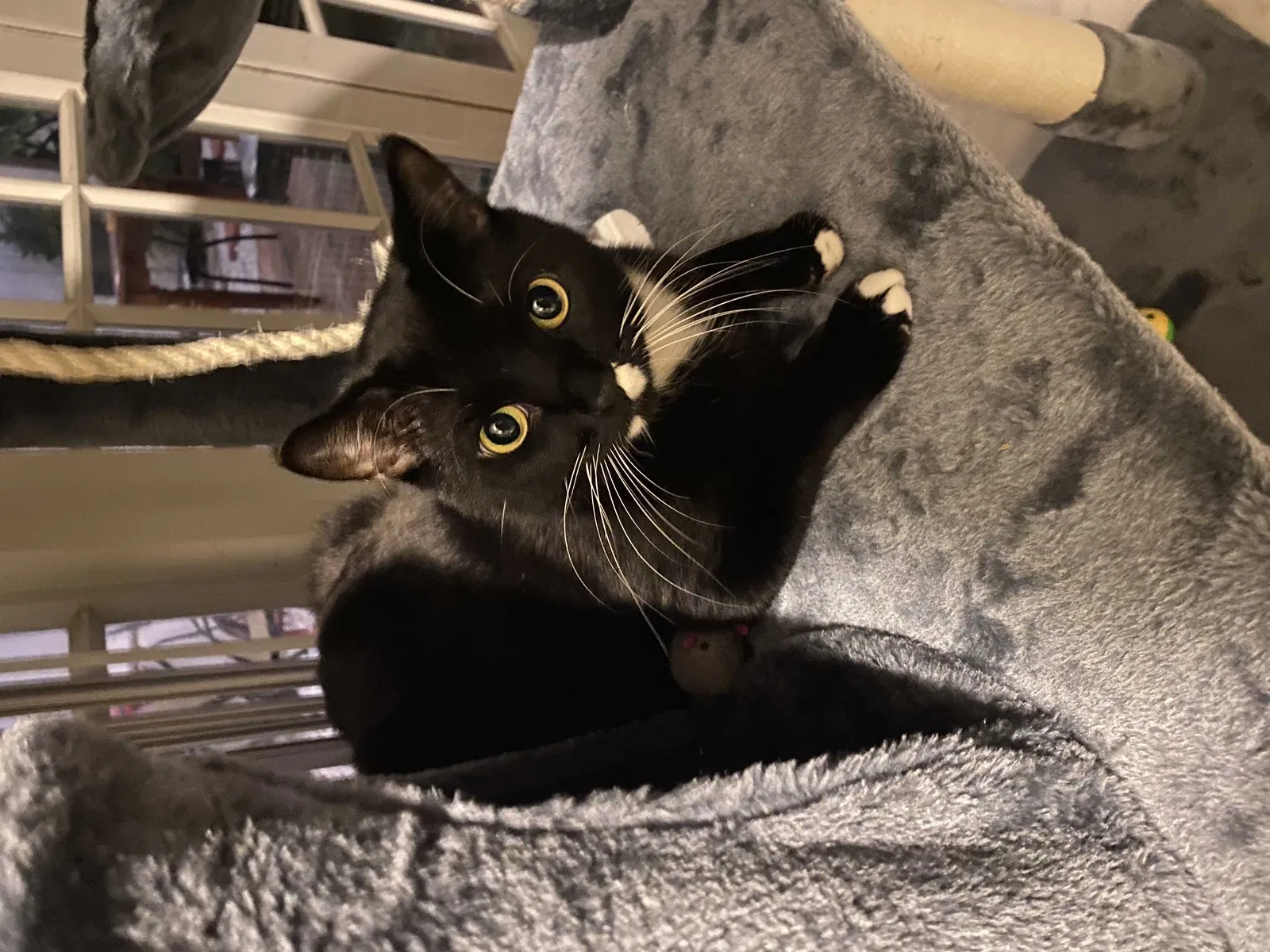 Lost cat in Miami, FL, 33177