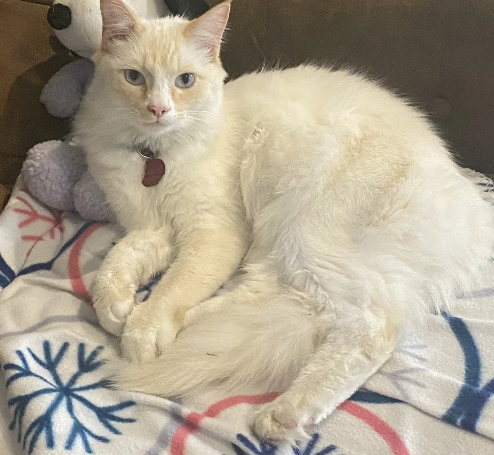 Lost cat in Prattville, AL, 36066
