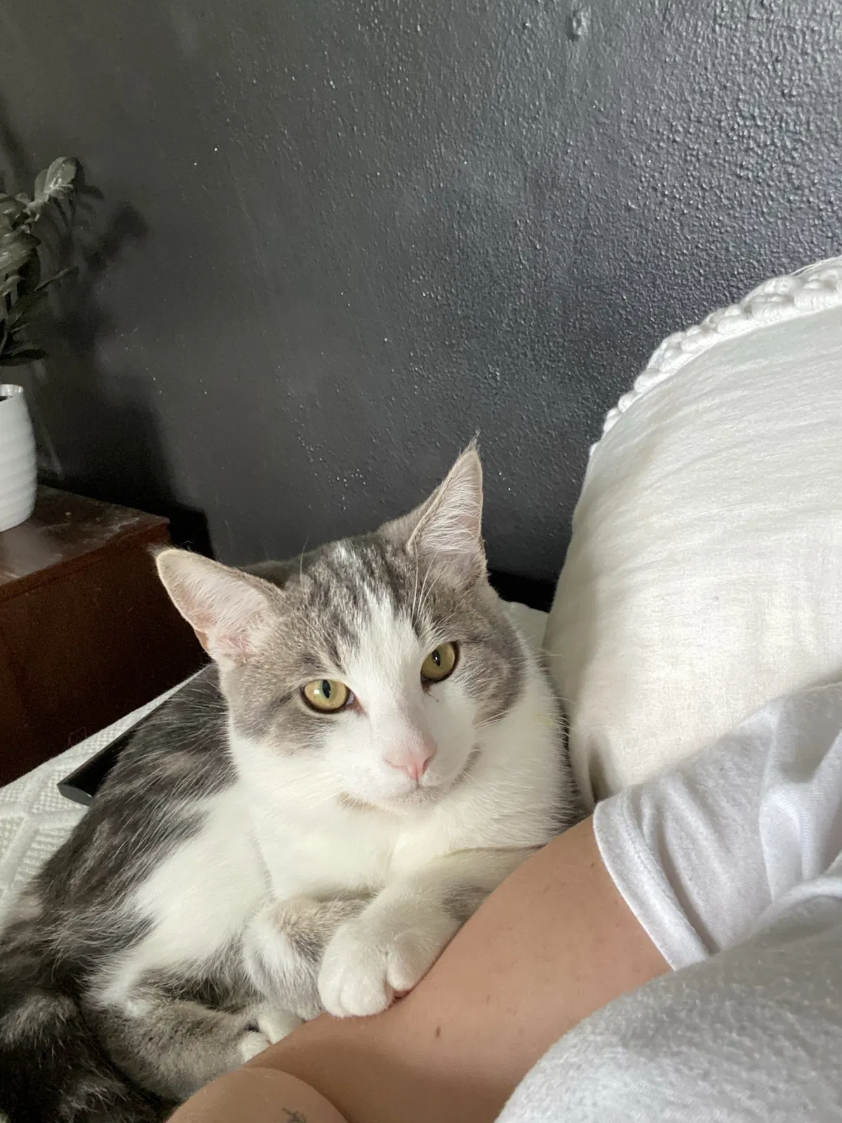 Lost cat in Portland, OR, 97220