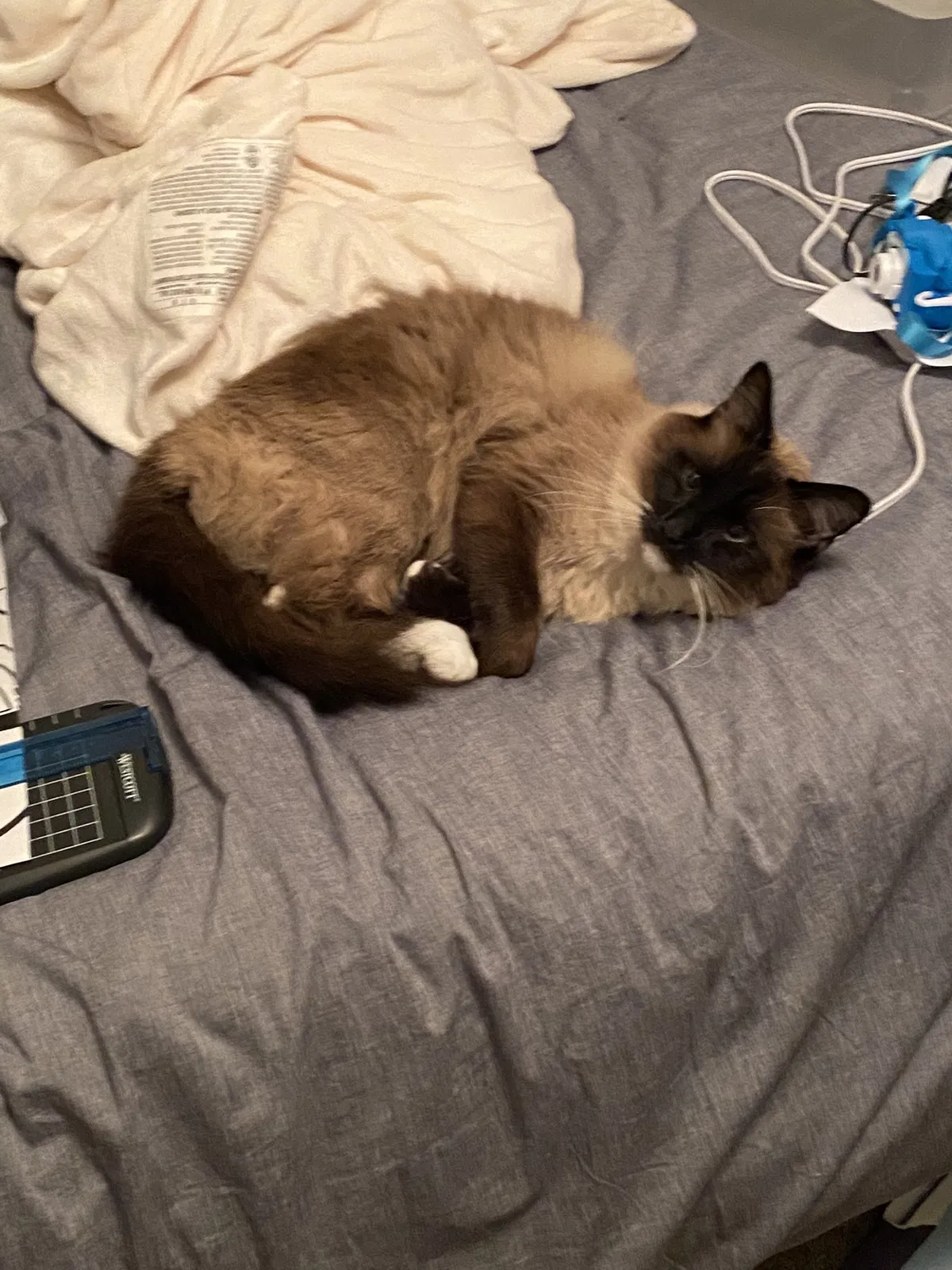 Lost cat in Clovis, CA, 93611