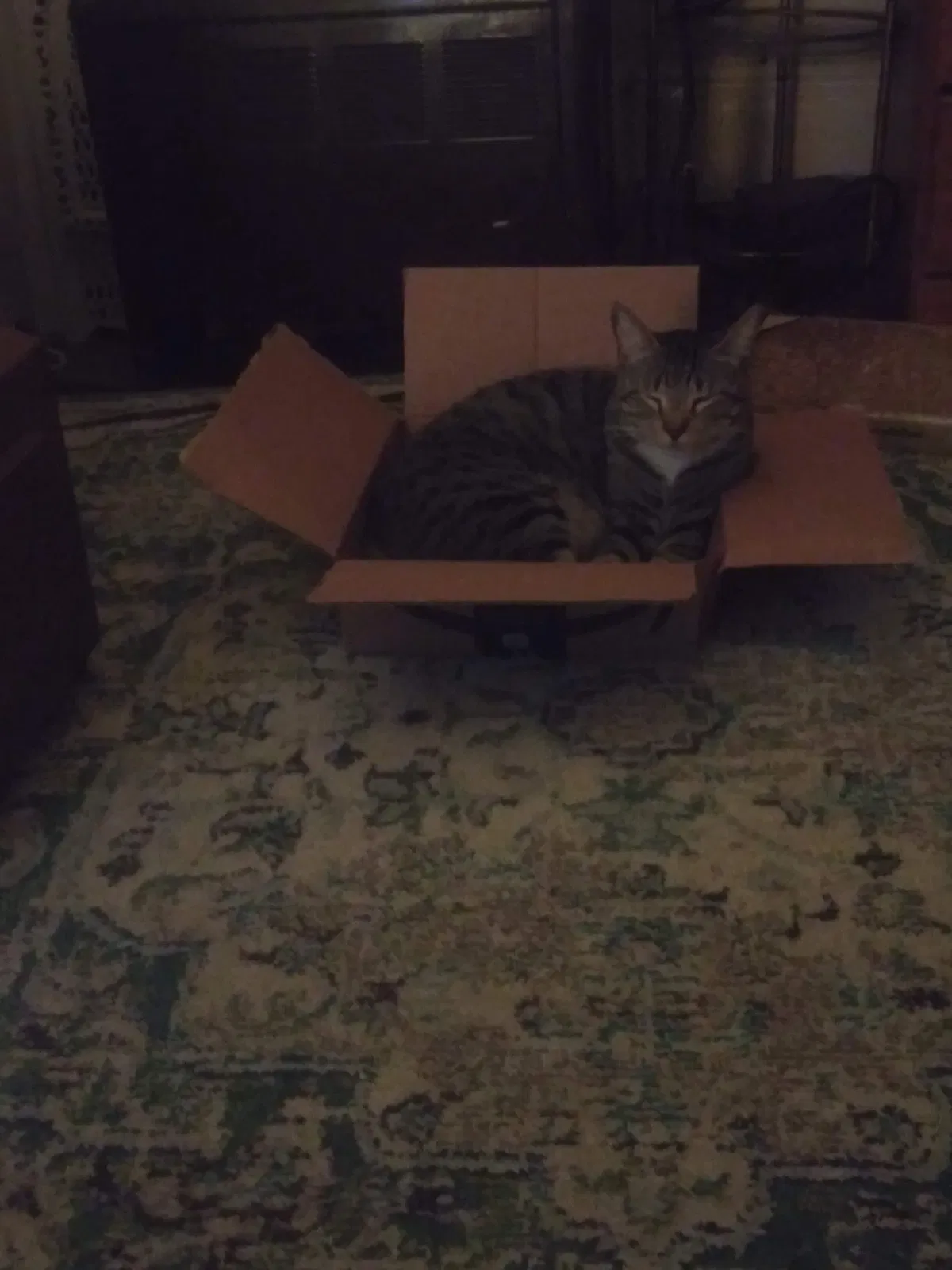 Lost cat in New Orleans, LA, 70117
