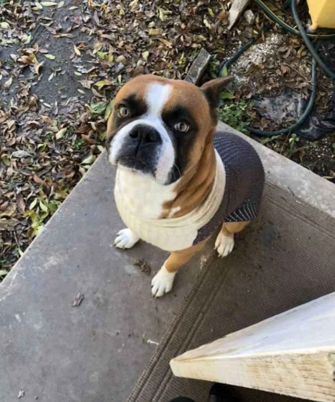 Lost dog in New Braunfels, TX, 78130