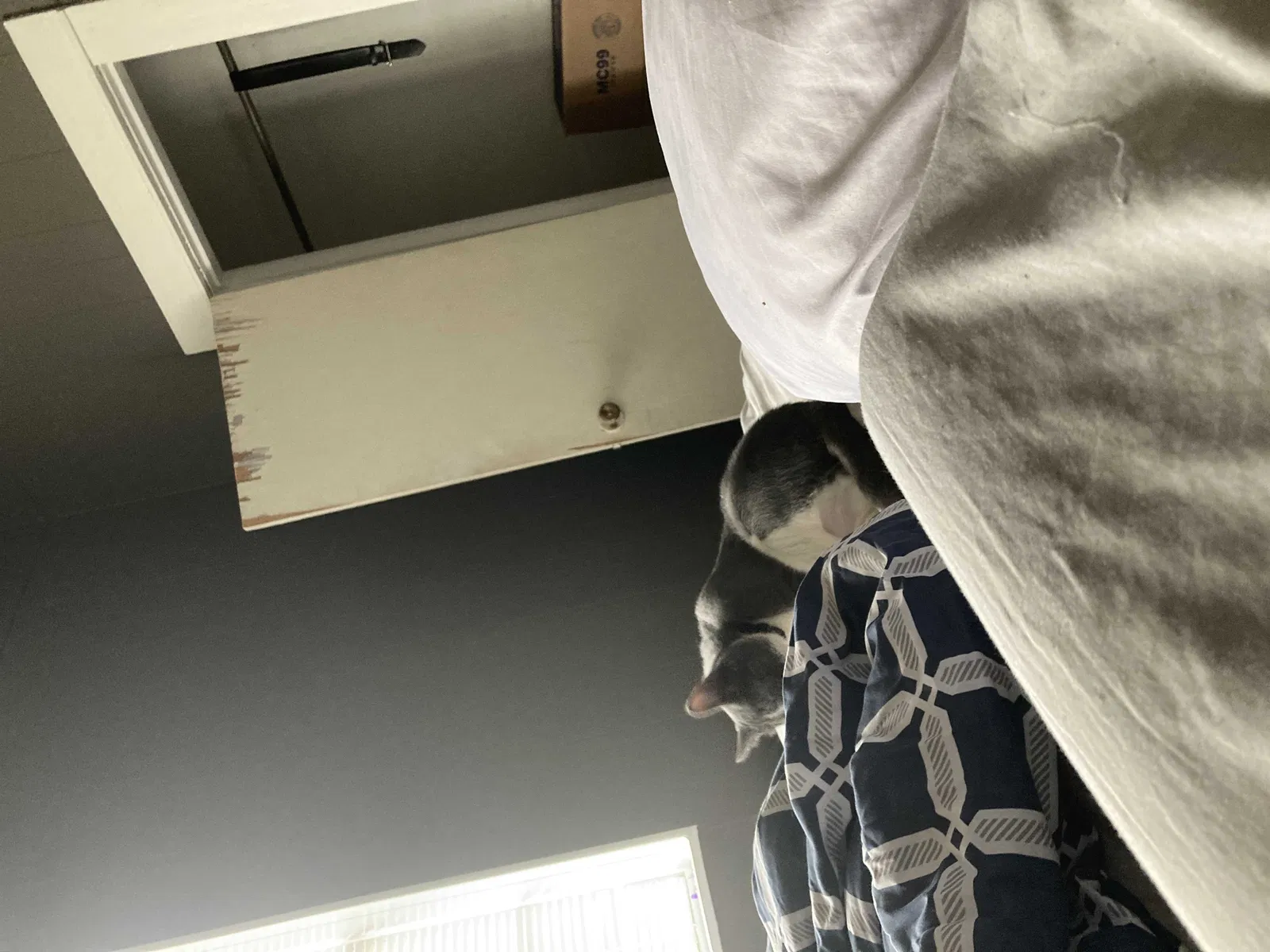 Found cat in Little Rock, AR, 72206