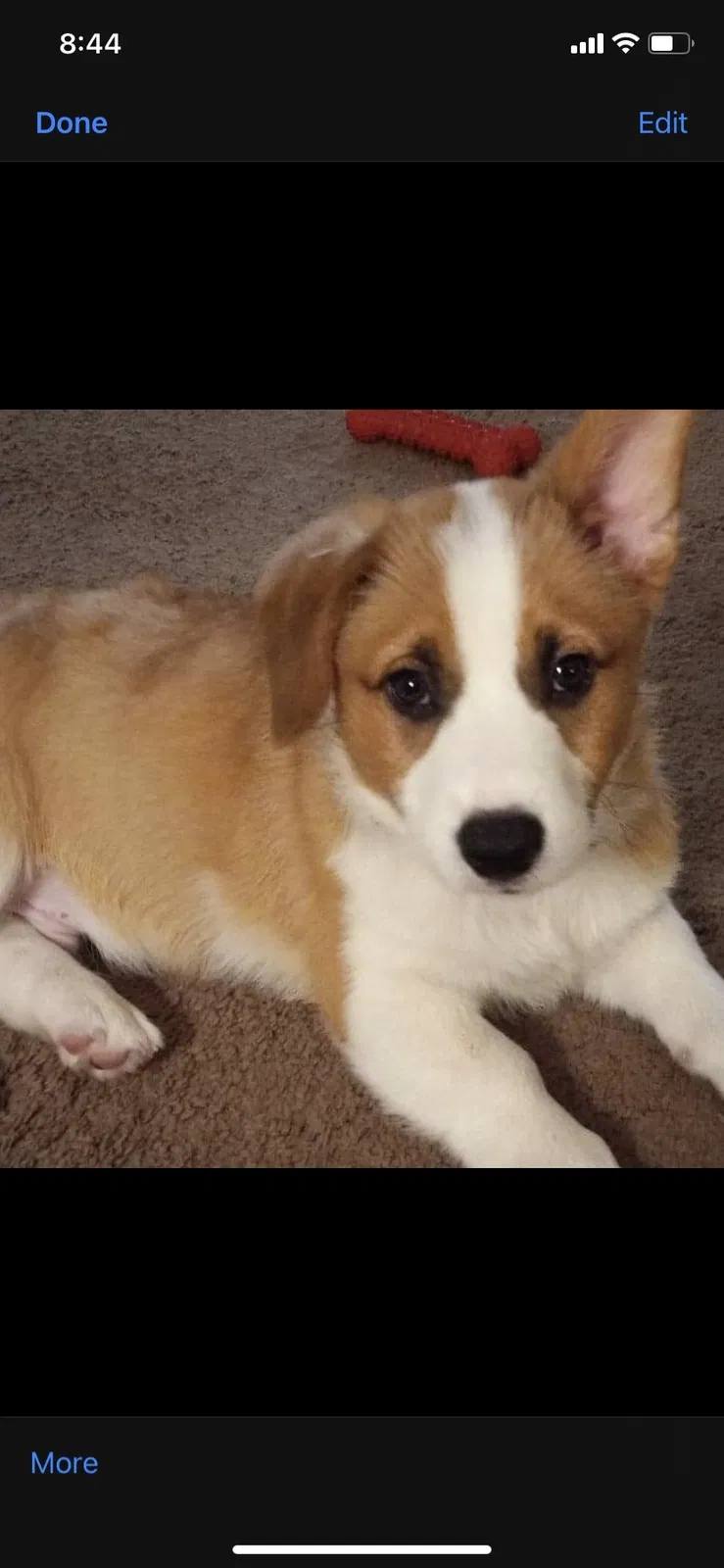 Lost dog in Hudson, FL, 34667