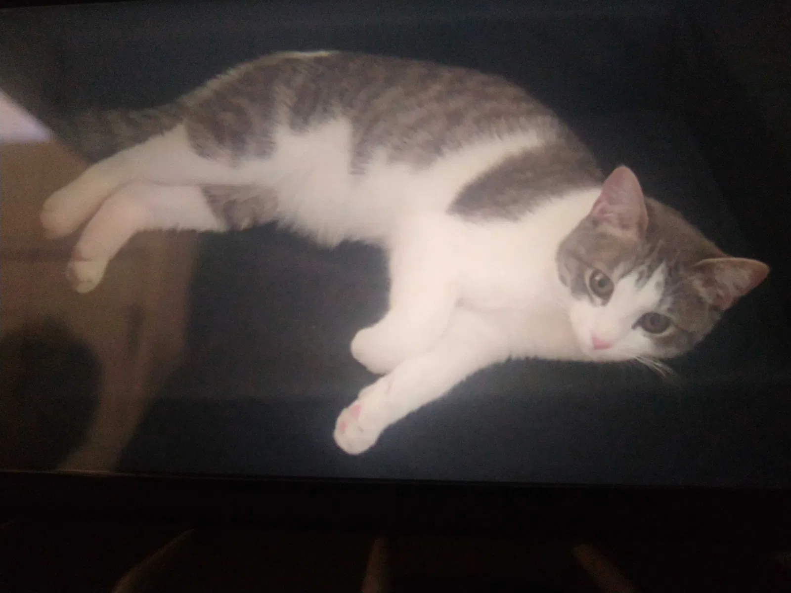 Lost cat in Rio Rancho, NM, 87124