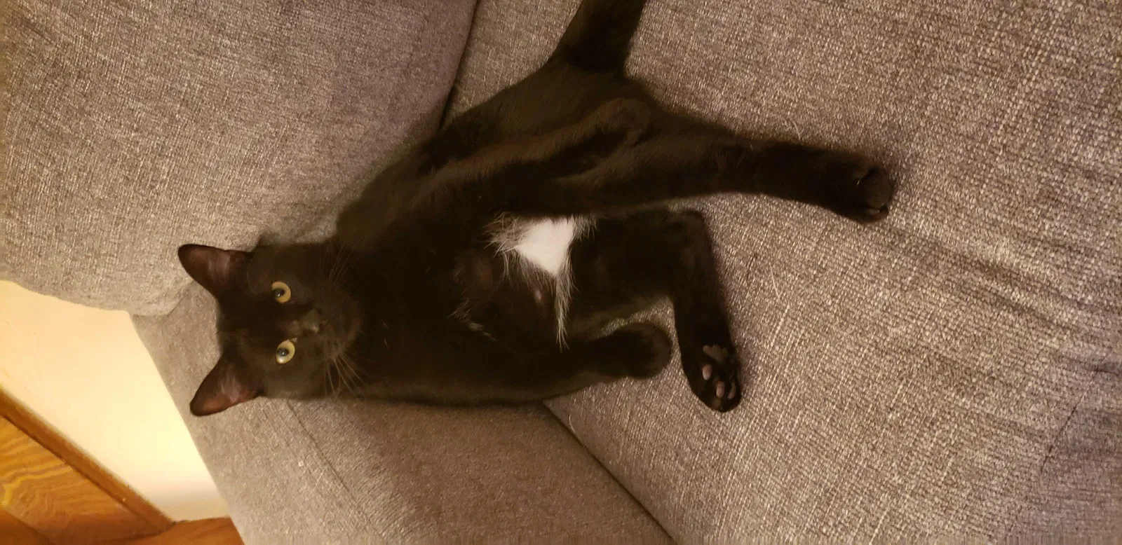 Lost cat in Pottstown, PA, 19464
